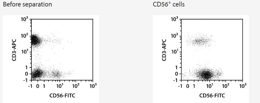 Separation of an LRSC sample using the StraightFrom LRSC CD56 MicroBead Kit and the MultiMACS Cell24 Separator Plus with the Single-Column Adapter and LS Columns. Cells were fluorescently stained with CD56-FITC, CD3-APC, as well as CD45-VioBlue and analyzed by flow cytometry using the MACSQuant Analyzer. Cell debris and dead cells were excluded from the analysis based on scatter signals and propidium iodide fluorescence.